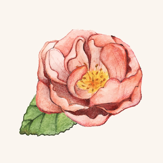 Flor de peônia desenhada mão isolada