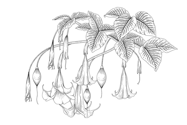 Vetor grátis flor de trombeta do anjo (brugmansia) ilustrações botânicas desenhadas à mão.