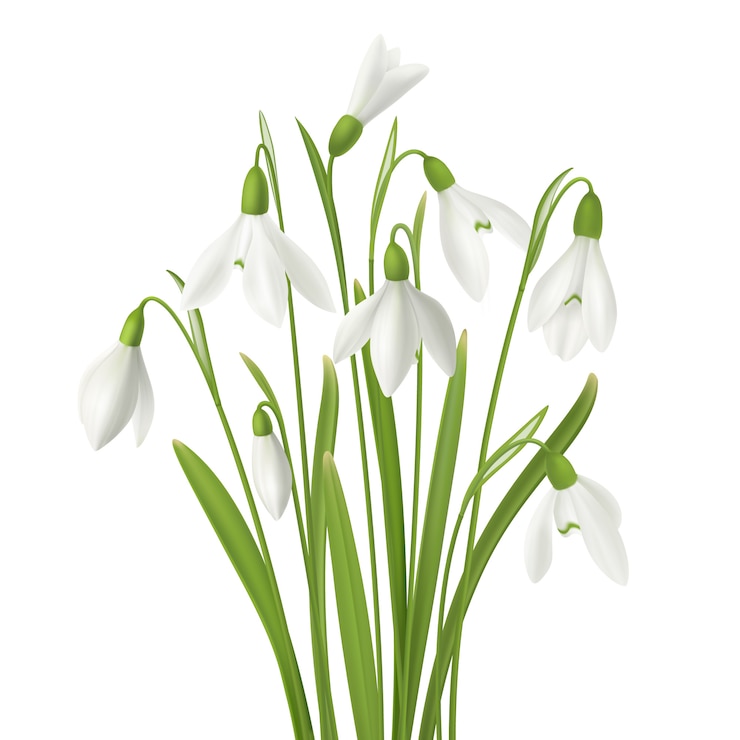 Vetor grátis flor realista snowdrop conjunto com ramo de flores frescas caules e imagens de grama na ilustração de fundo em branco