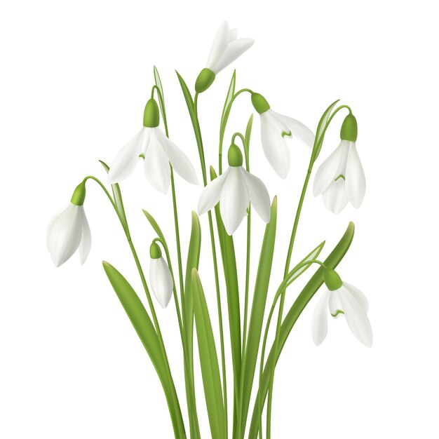 Flor realista snowdrop conjunto com ramo de flores frescas caules e imagens de grama na ilustração de fundo em branco