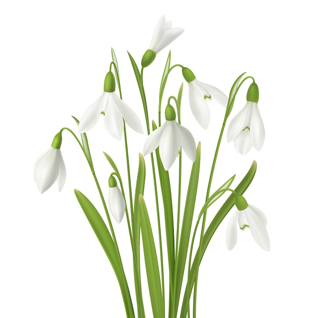 Flor realista snowdrop conjunto com ramo de flores frescas caules e imagens de grama na ilustração de fundo em branco