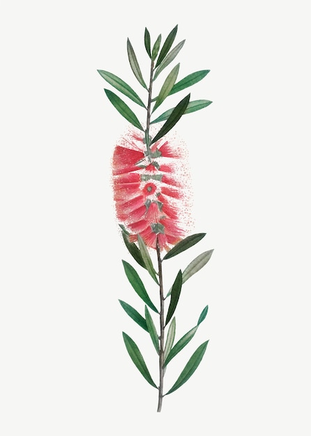 Vetor grátis flor rosa metrosideros lophanta