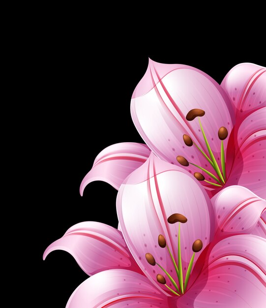 Flores cor-de-rosa do lírio no fundo preto