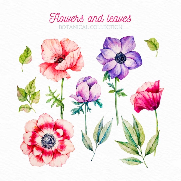 Flores e folhas botânicas em aquarela