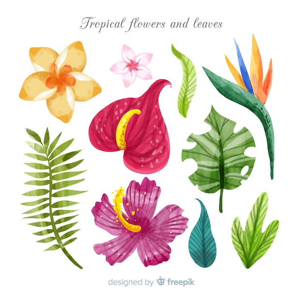 Vetor grátis flores e folhas tropicais em aquarela