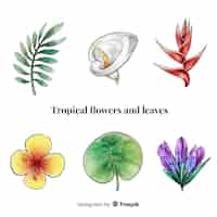 Vetor grátis flores e folhas tropicais em aquarela