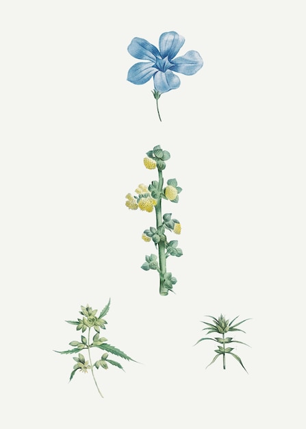 Flores mistas