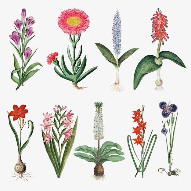 Vetor grátis flores vetoriais ilustração da natureza vintage, remixada das obras de arte de robert jacob gordon