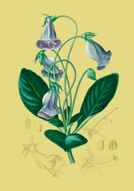 Flores
