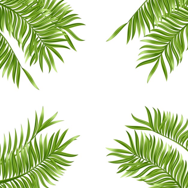 Folha de palmeira tropical isolada no fundo branco Ilustração em vetor verde realista de plantas de verão