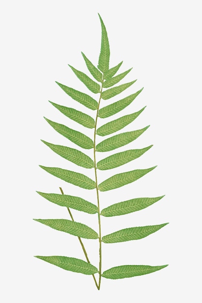Vetor grátis folha de samambaia polypodium fraxinifolium