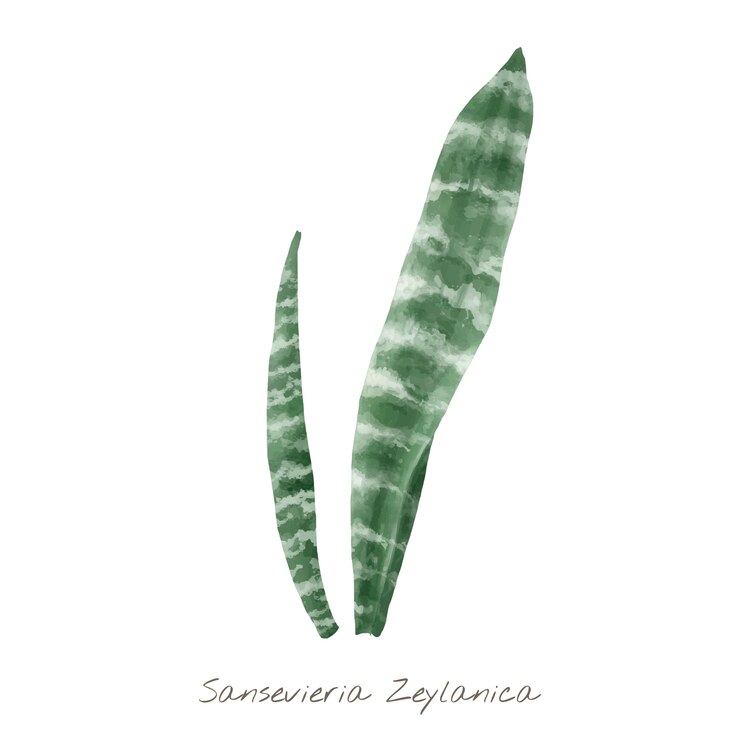 Vetor grátis folha de sansevieria zeylanica isolada no fundo branco
