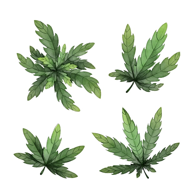 Vetor grátis folhas de cannabis botânica em aquarela