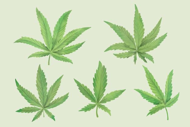 Folhas de cannabis na coleção aquarela