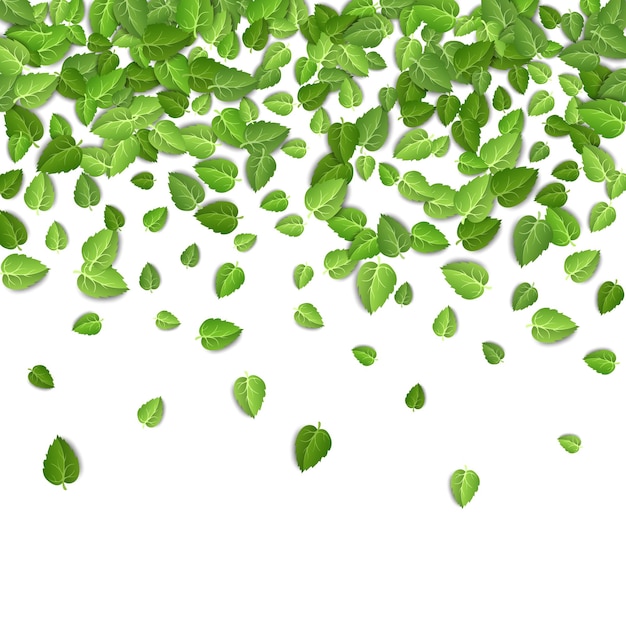 Folhas de chá verde caindo sobre fundo branco isolado
