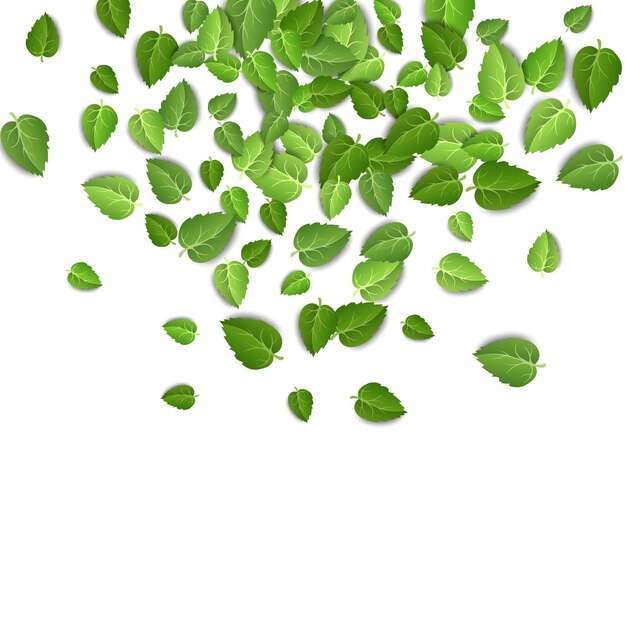 Folhas de chá verde caindo sobre fundo branco isolado
