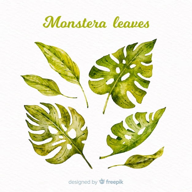 Vetor grátis folhas de monstera aquarela