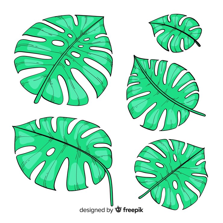 Vetor grátis folhas de monstera