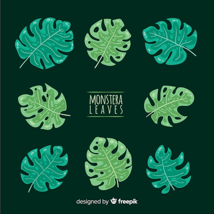 Vetor grátis folhas de monstera