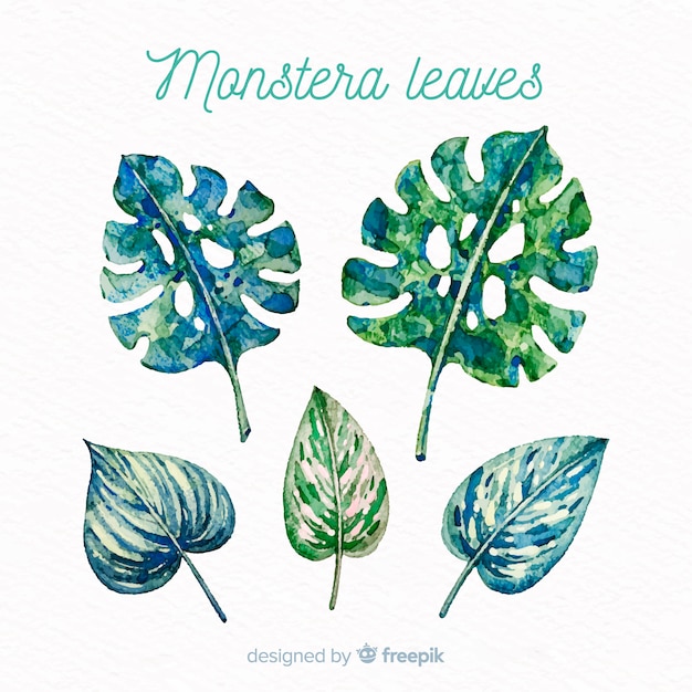 Folhas de monstera