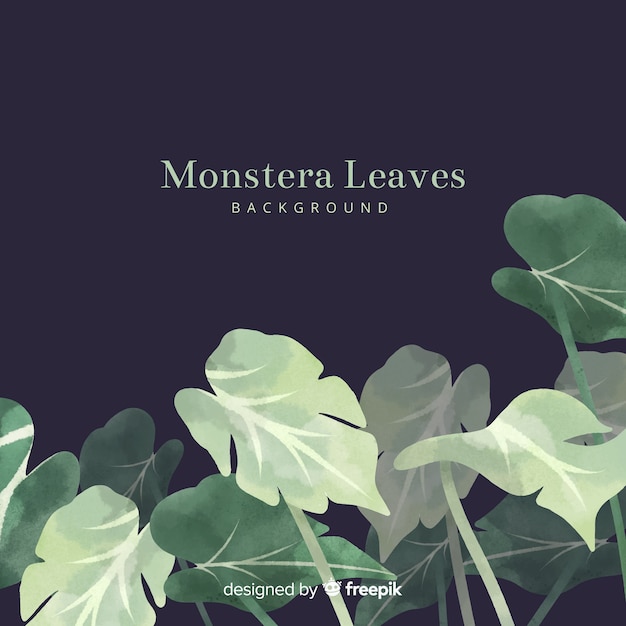 Folhas de monstera