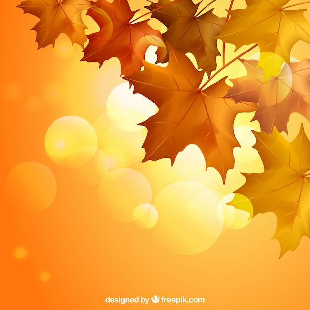 Folhas de outono com cores quentes