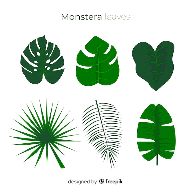 Vetor grátis folhas planas de monstera