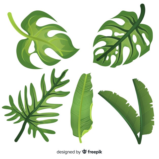 Folhas planas de monstera