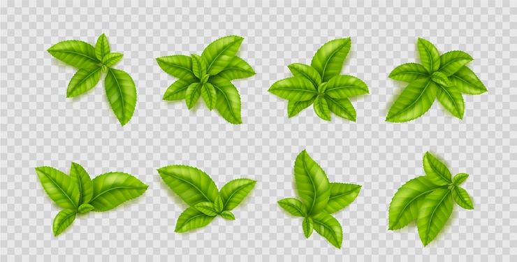 Vetor grátis folhas verdes da planta do chá brotos do arbusto do chá