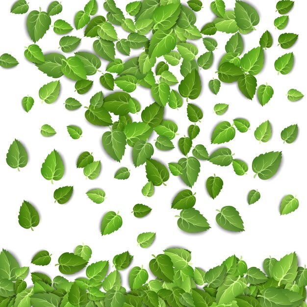 Folhas verdes voadoras sobre fundo branco Padrão de folha de primavera em pano de fundo isolado deixa vetor de planta