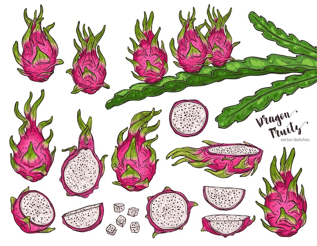 Fruta do dragão com desenho de árvore hylocereus e planta de pitaya, desenho desenhado à mão Vetor Premium
