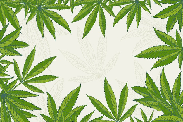 Fundo de folha de cannabis botânica