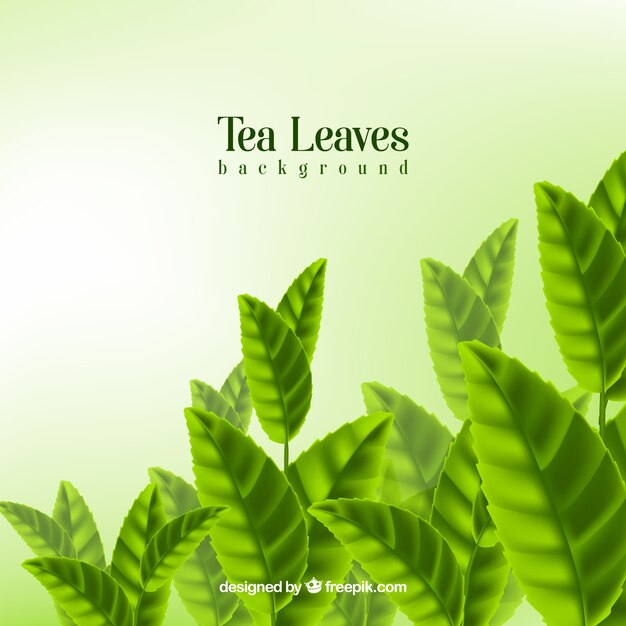 Fundo de folhas de chá com estilo realista