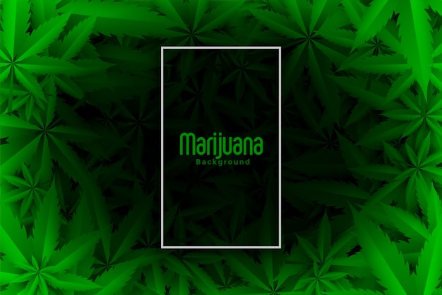 Fundo de folhas verdes de cannabis ou maconha