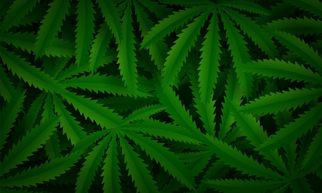 Fundo de maconha ou folha de cannabis