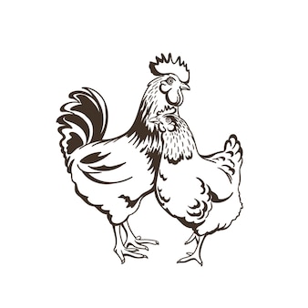 Galinha e galo galinha animal da fazenda