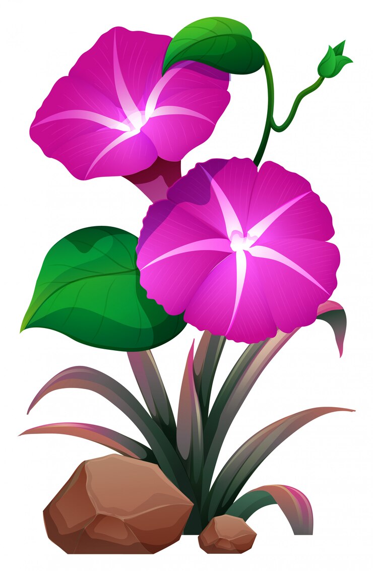 Vetor grátis glória-de-rosa e pedras em branco