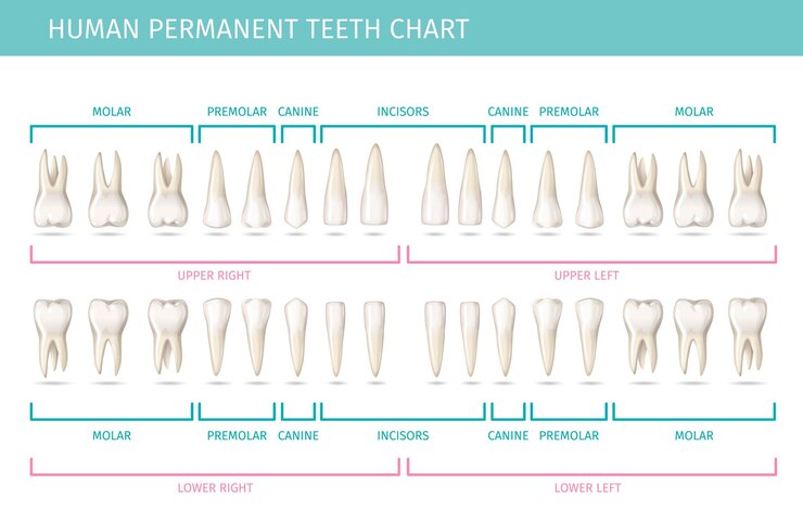Vetor grátis gráfico de anatomia dental com ilustração vetorial realista de dentes humanos permanentes