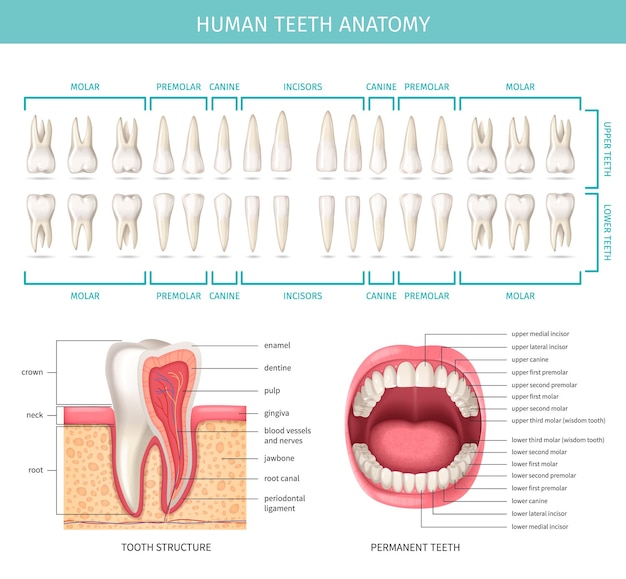 Vetor grátis gráfico de anatomia dental humana com mandíbula realista e ilustração vetorial de dente