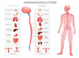 Vetor grátis gráficos parassimpáticos simpáticos do sistema nervoso do corpo humano com representação realista de órgãos e ilustração vetorial de terminologia anatômica