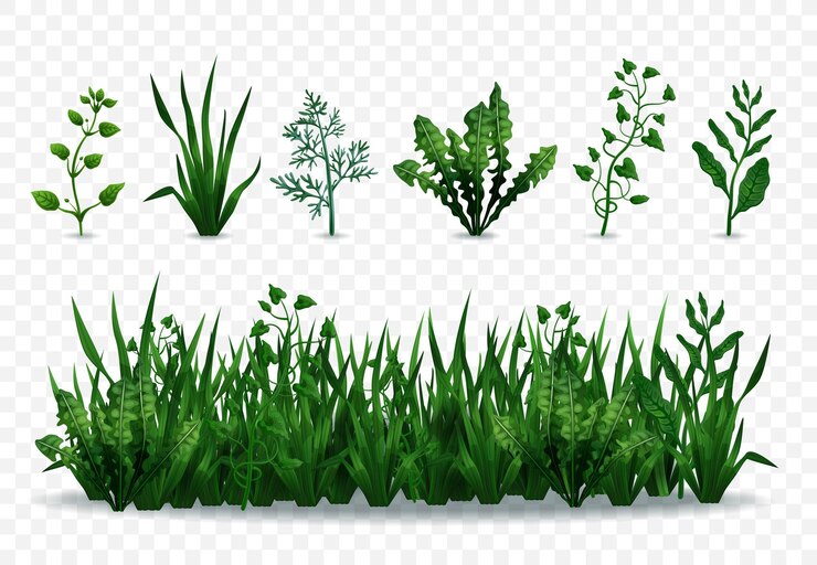Vetor grátis gramíneas verdes frescas realistas e plantas isoladas em ilustração de fundo transparente