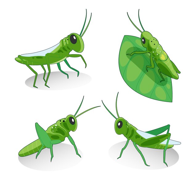 Grasshoppers ilustração coleção