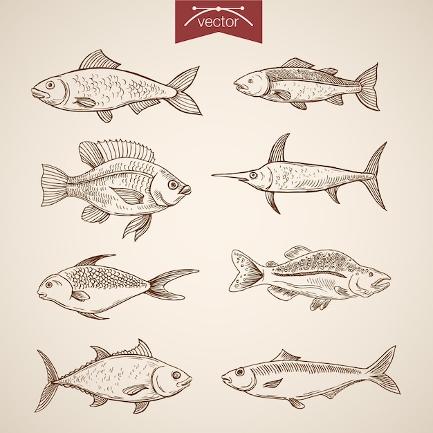 Vetor grátis gravura a coleção de peixes vintage mão desenhada.