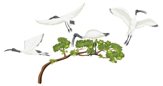 Grupo de ibis brancos australianos em uma árvore