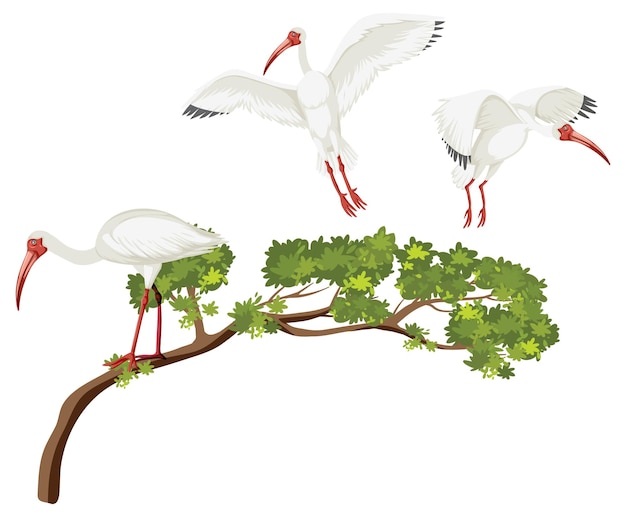 Vetor grátis grupo ibis branco americano em uma árvore