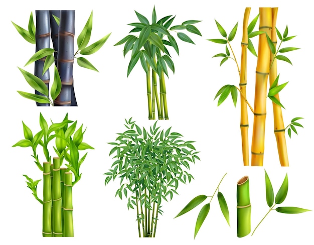 Ícone realista de bambu conjunto de seis tipos diferentes de bambu com e sem folhas e em cores diferentes ilustração vetorial