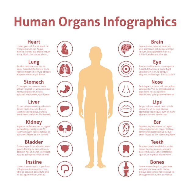 Vetor grátis Ícones de órgãos humanos com ilustração masculina de infografia conjunto ilustração vetorial