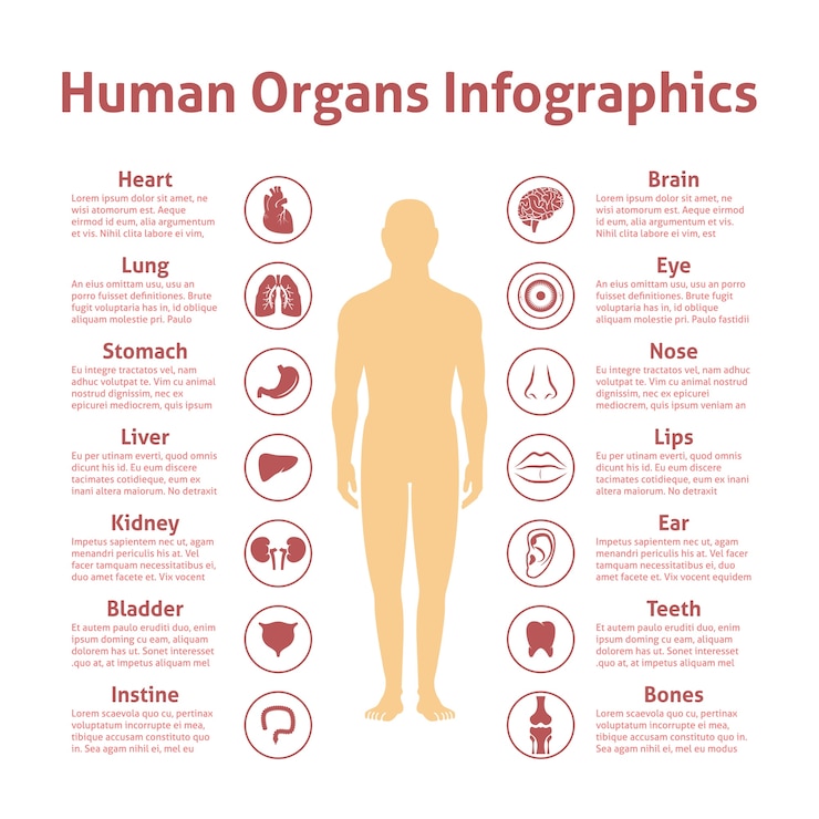 Vetor grátis ícones de órgãos humanos com ilustração masculina de infografia conjunto ilustração vetorial
