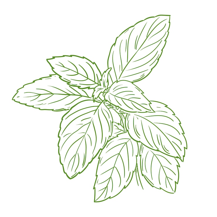 Vetor grátis ilustra??o de contorno de manjeric?o desenhado ?