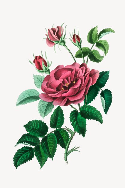 Ilustração botânica de flores rosas
